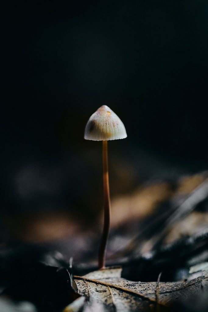 bruno-kelzer-75-aDN68ZJE-unsplash